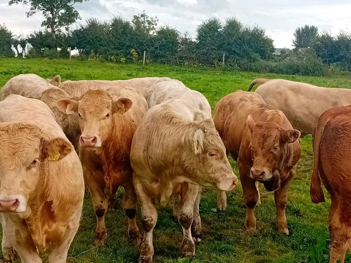 9 Smashing Charlaois Bullocks - Image 3