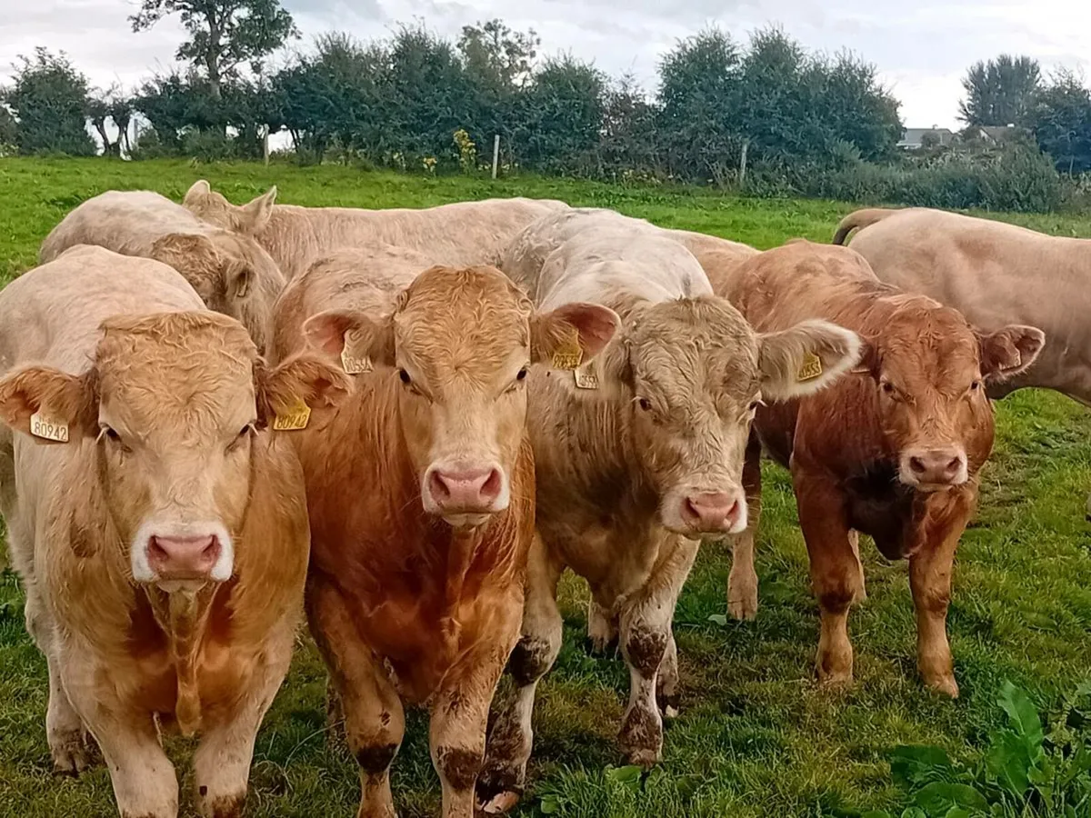 9 Smashing Charlaois Bullocks - Image 4