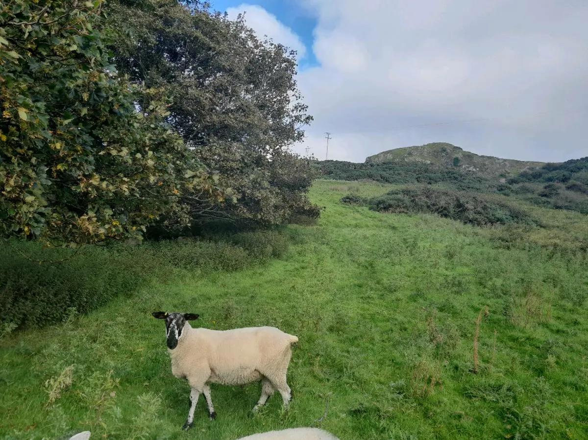 Ram - Image 1