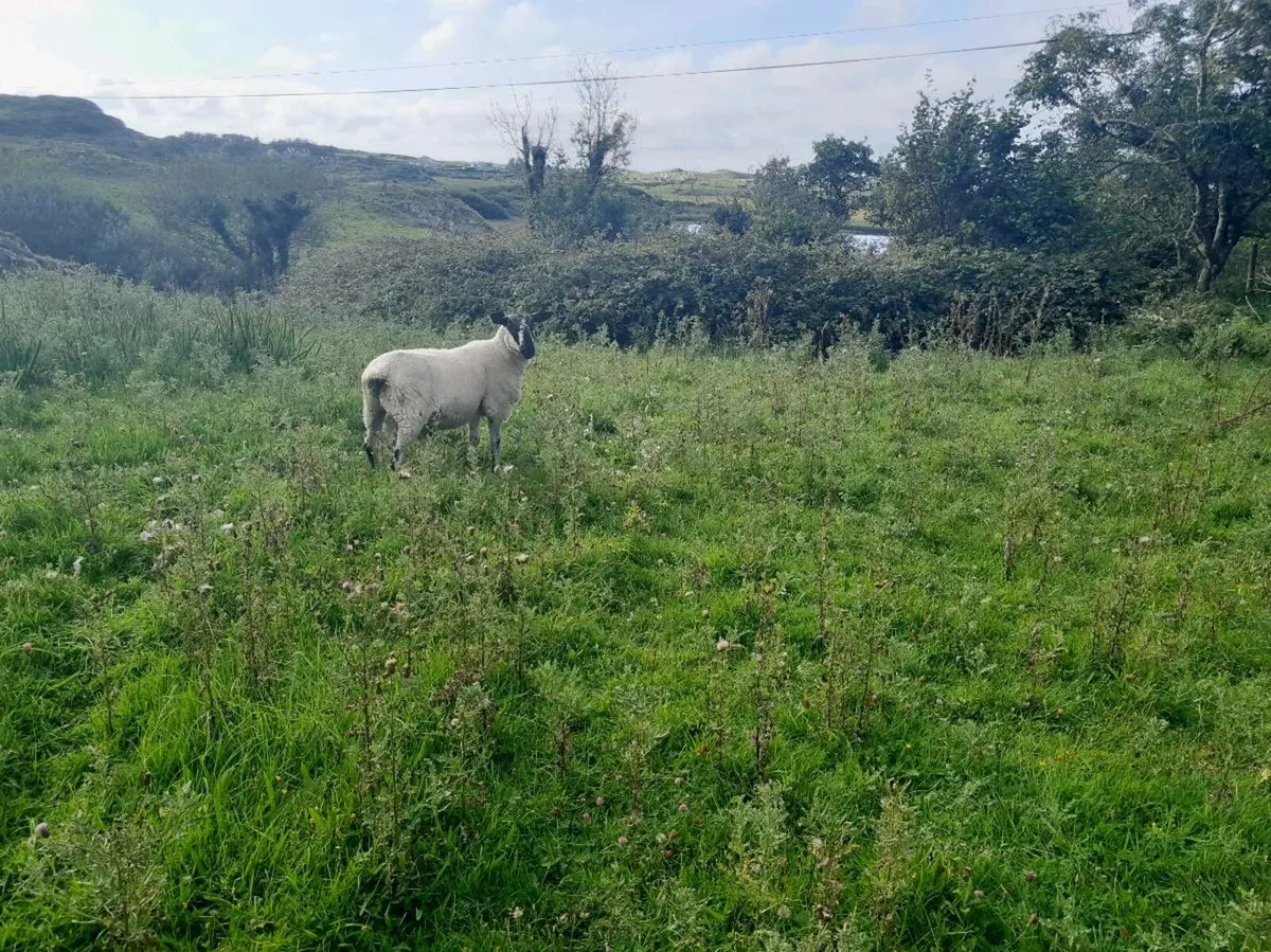 Ram - Image 4