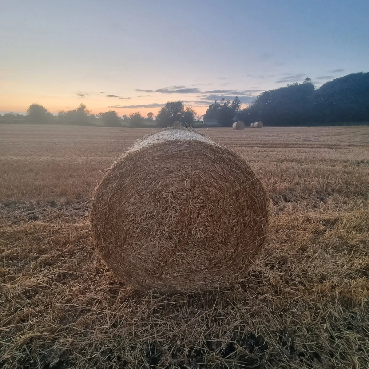 Straw - Image 2
