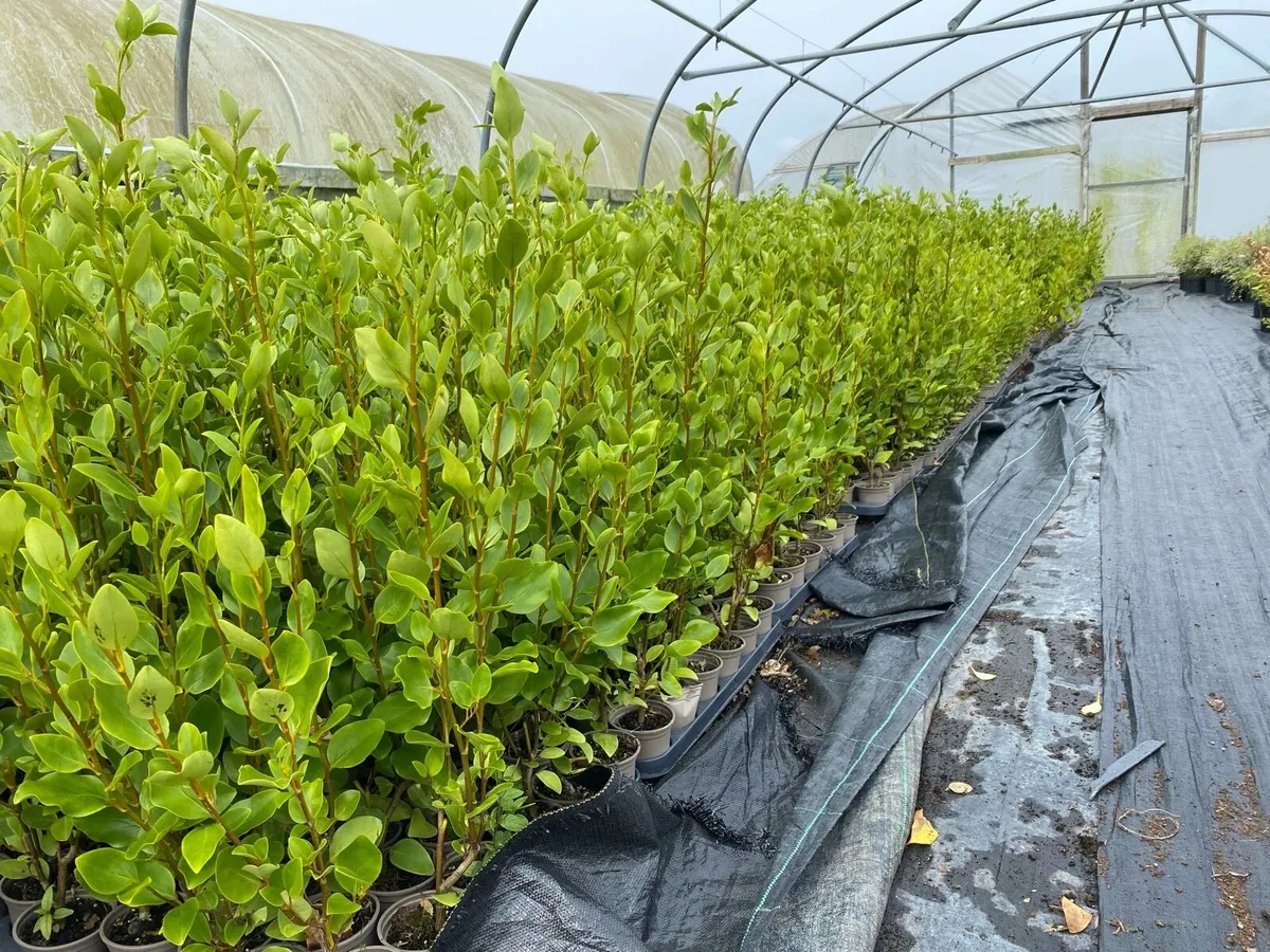 Griselinia Hedging - Image 1