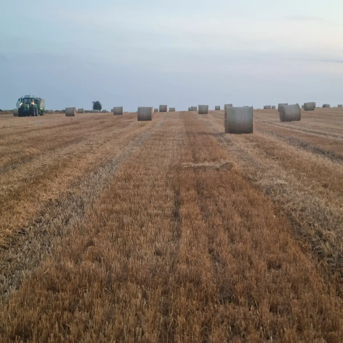 Straw - Image 3