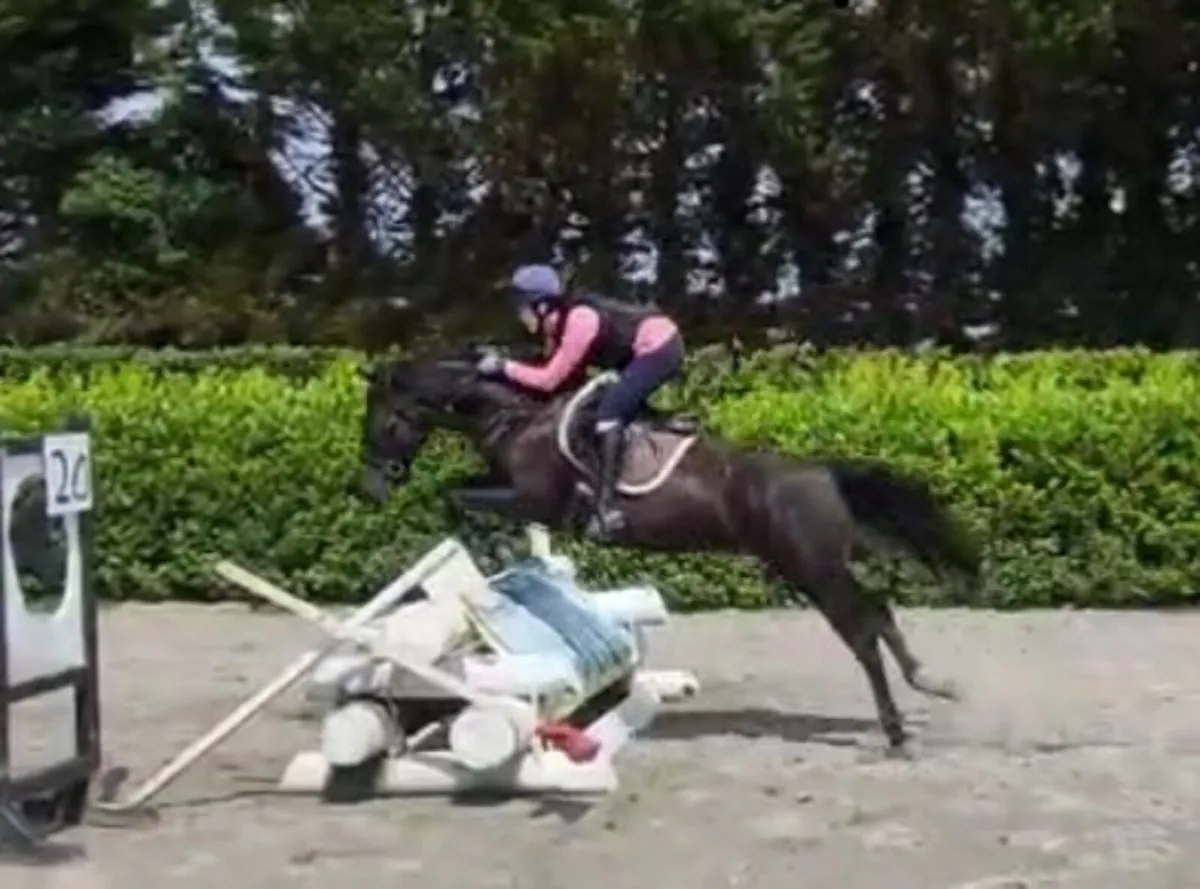 Horse - Image 3