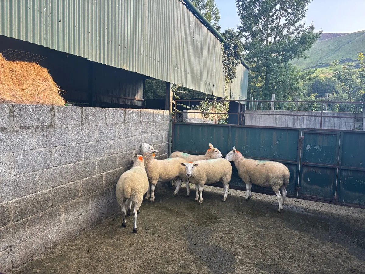 Chevtex Hoggetts for Coolaney Mart Today. - Image 1
