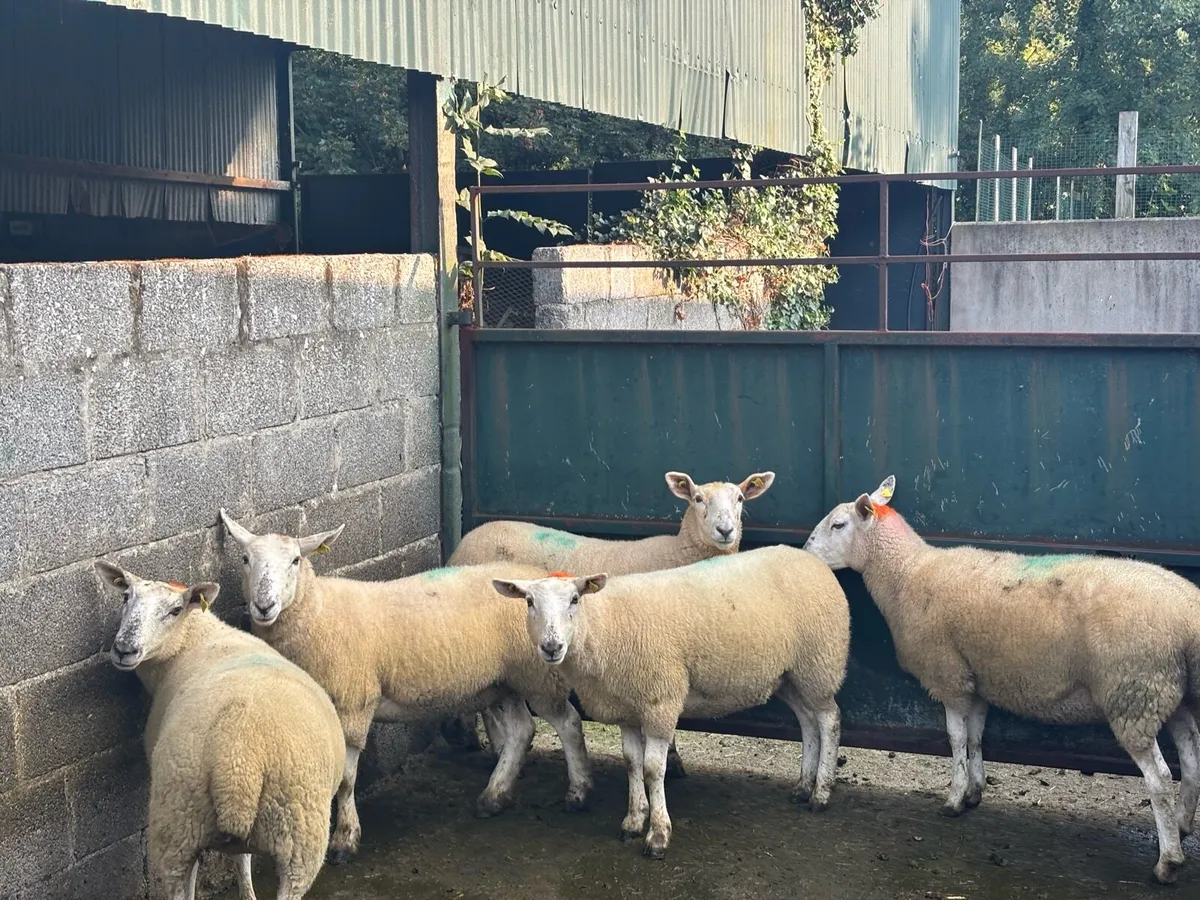 Chevtex Hoggetts for Coolaney Mart Today. - Image 2