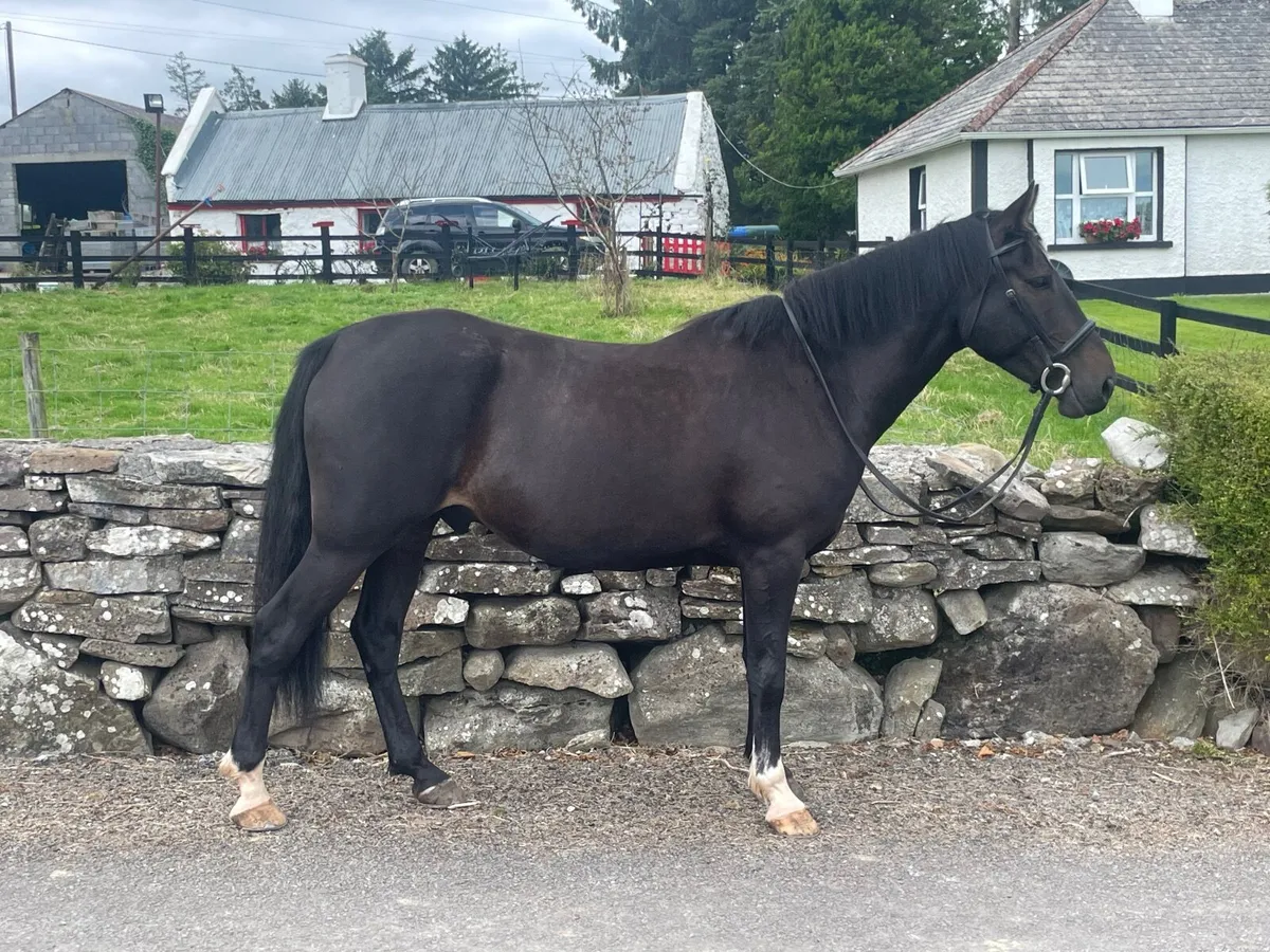 Horse - Image 1