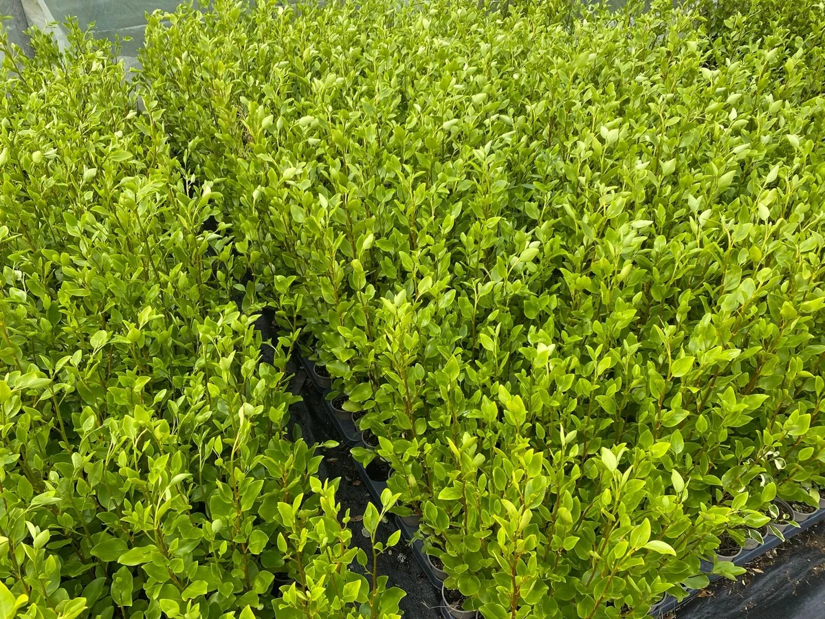 Griselinia hedging - Image 1