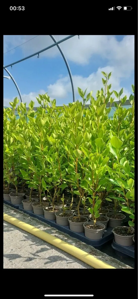 Griselinia hedging - Image 3