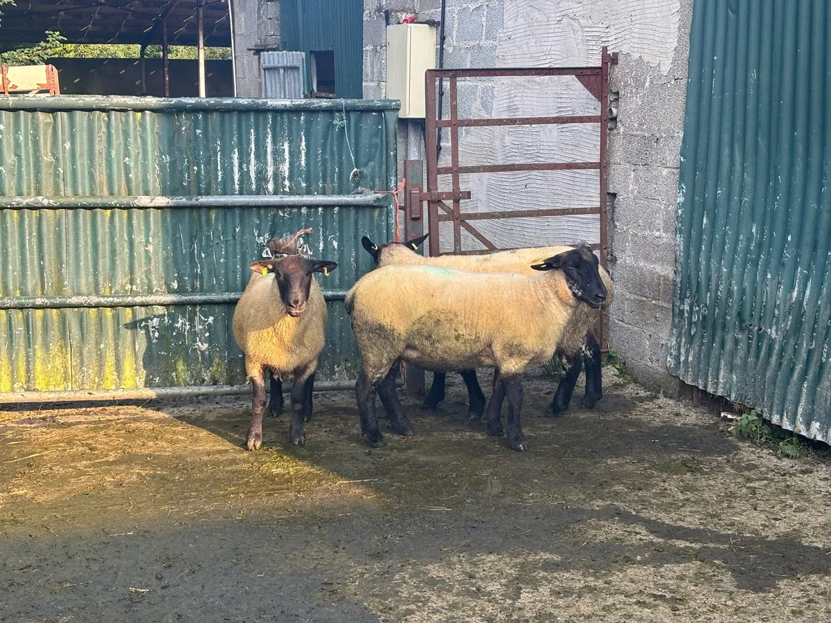 Chevtex Hoggetts for Coolaney Mart Today. - Image 3