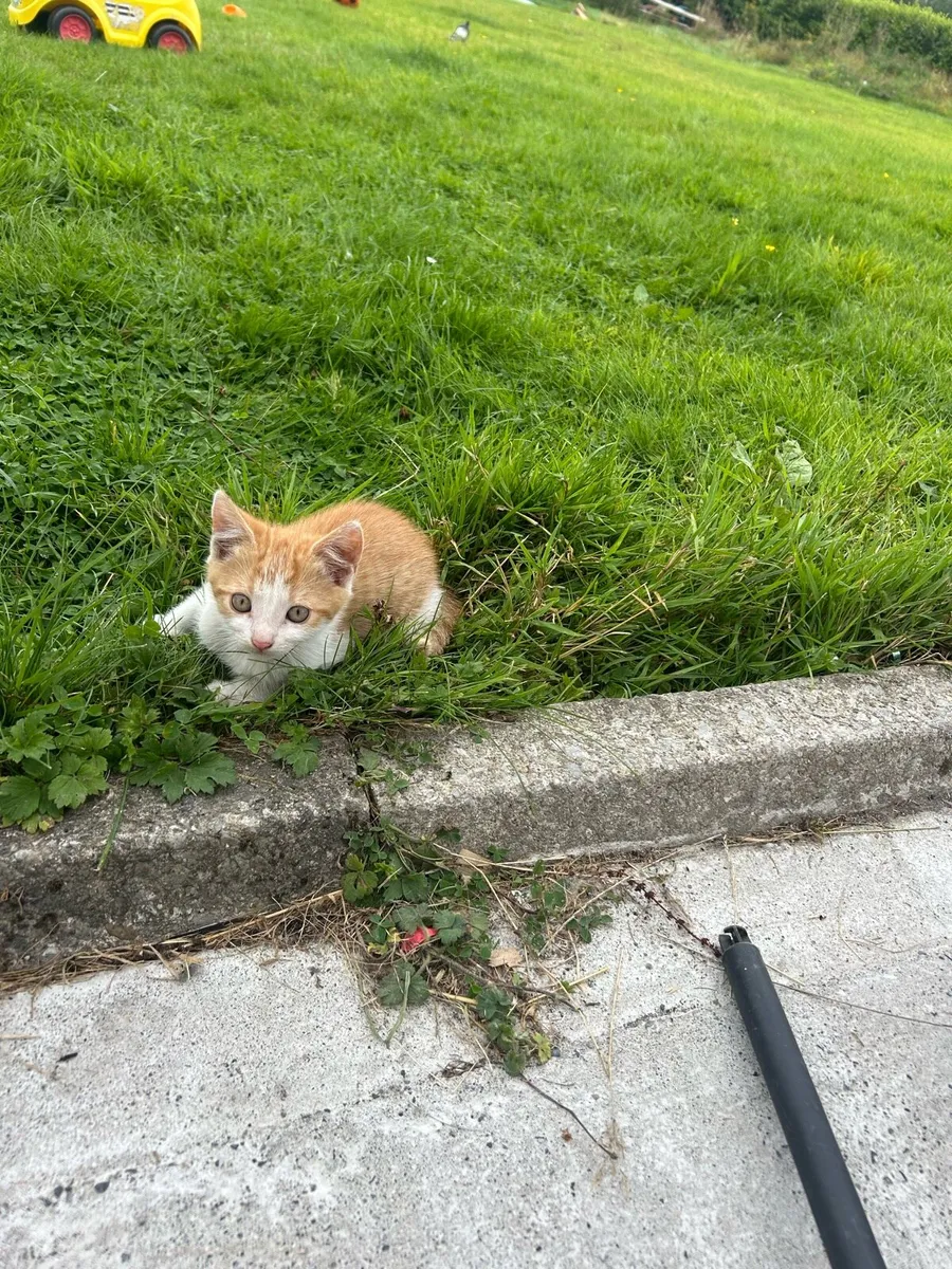 Kittens - Image 1