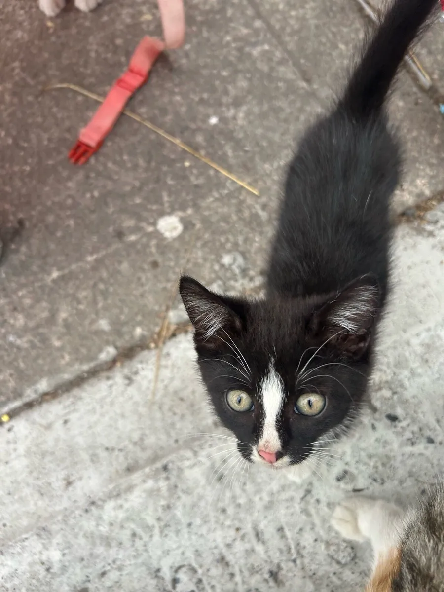 Kittens - Image 2