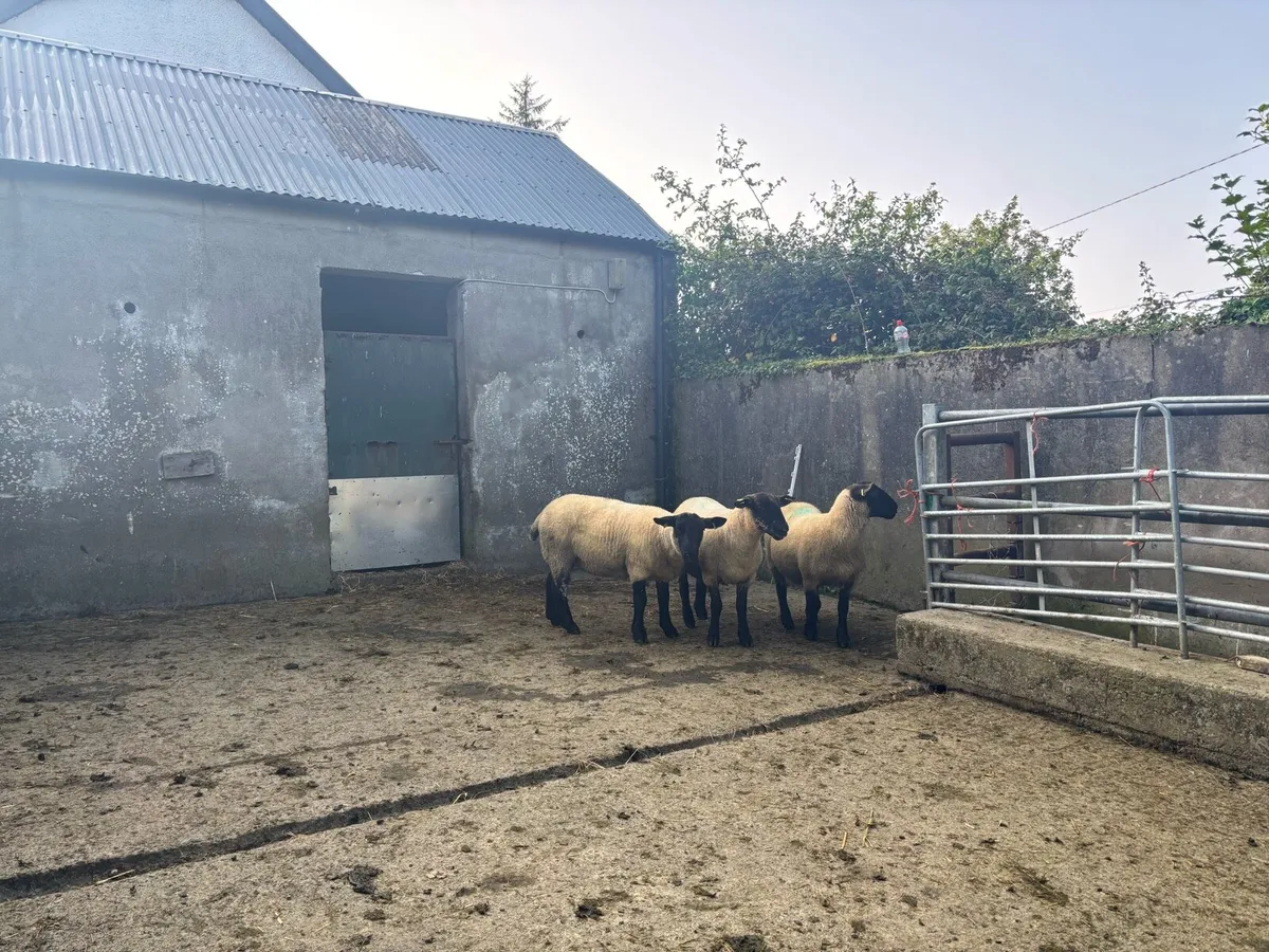 Chevtex Hoggetts for Coolaney Mart Today. - Image 4