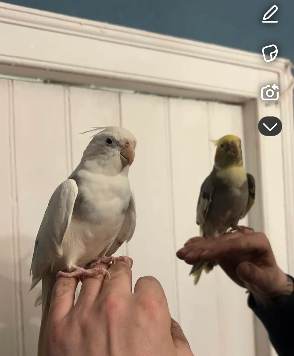 cockatiels & cage - Image 1
