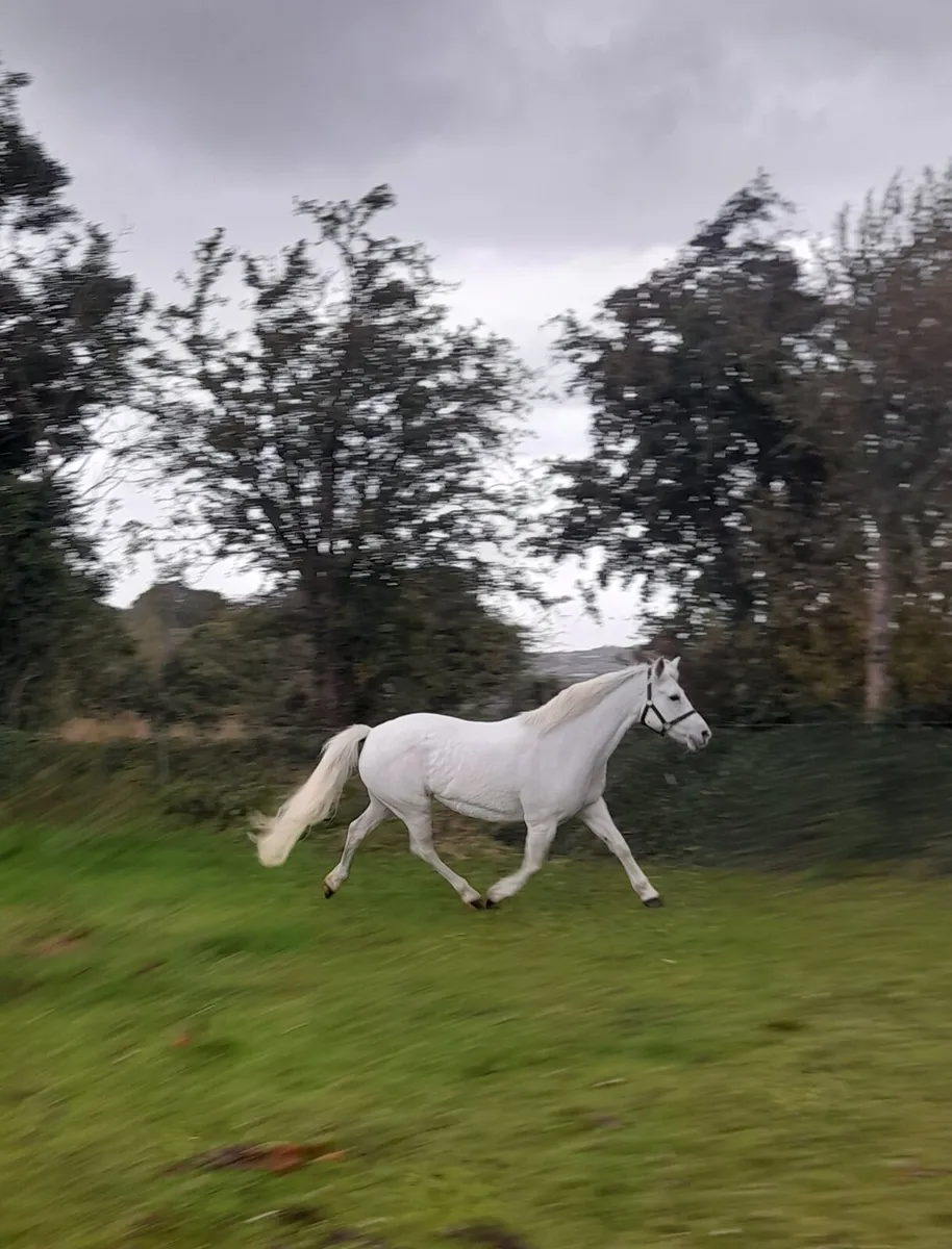 Connemara Filly Foal - Image 3