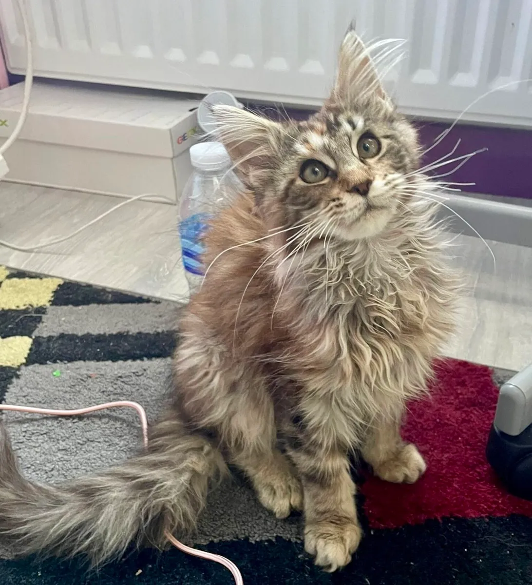 Pedigree Maine Coon Kittens - Image 2