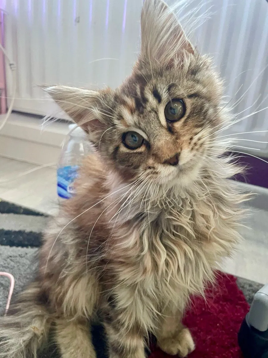 Pedigree Maine Coon Kittens - Image 3