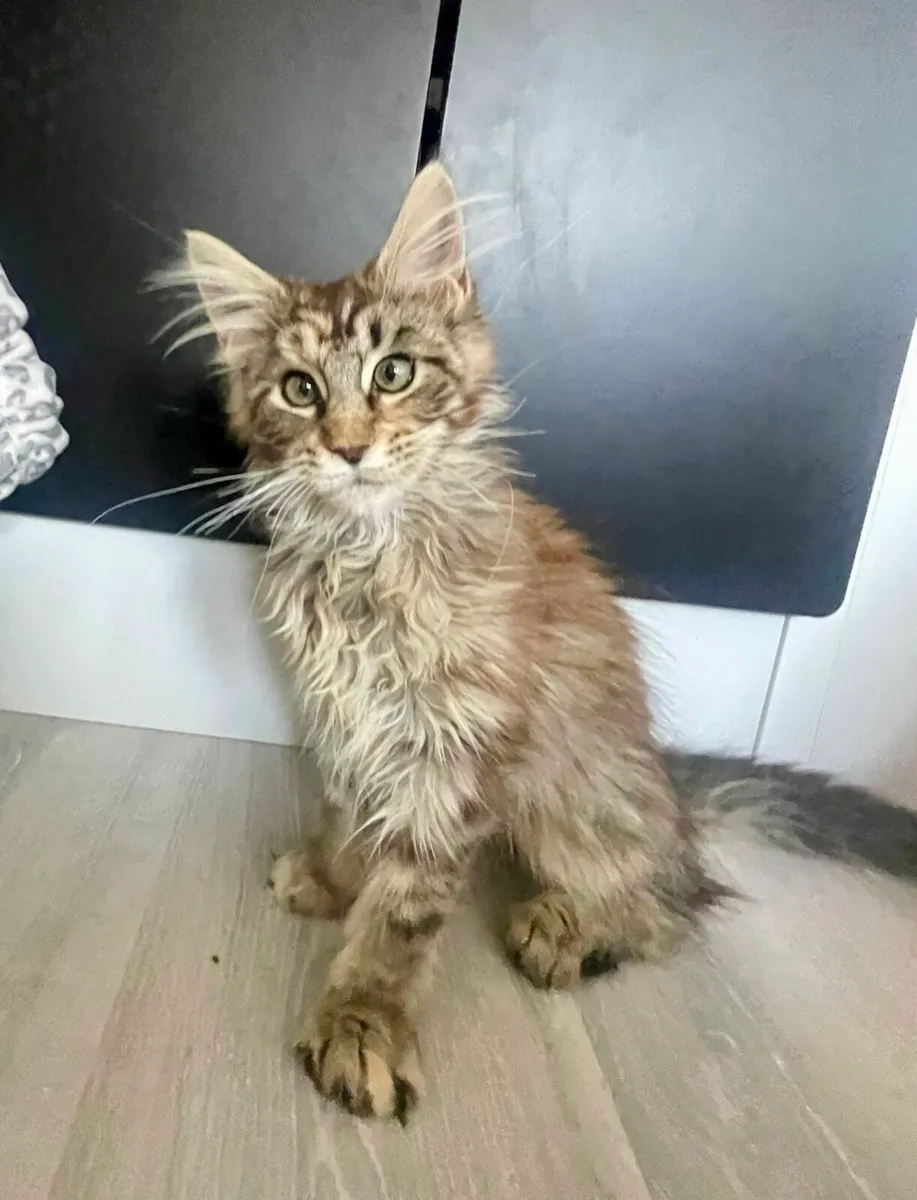 Pedigree Maine Coon Kittens - Image 4