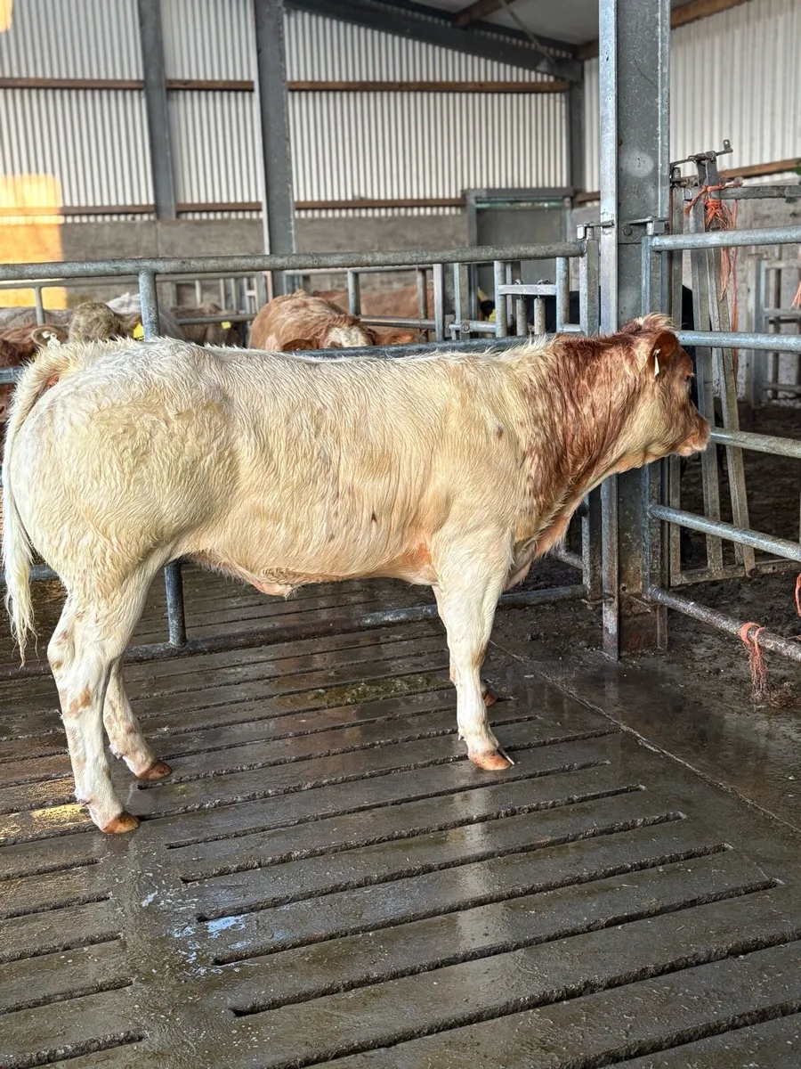 AI breed heifers, Ballinasloe show&sale - Image 1