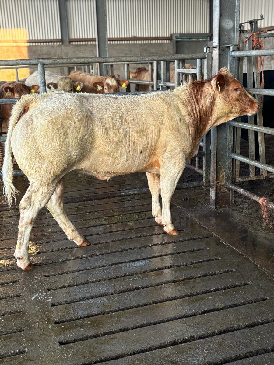 AI breed heifers, Ballinasloe show&sale - Image 2