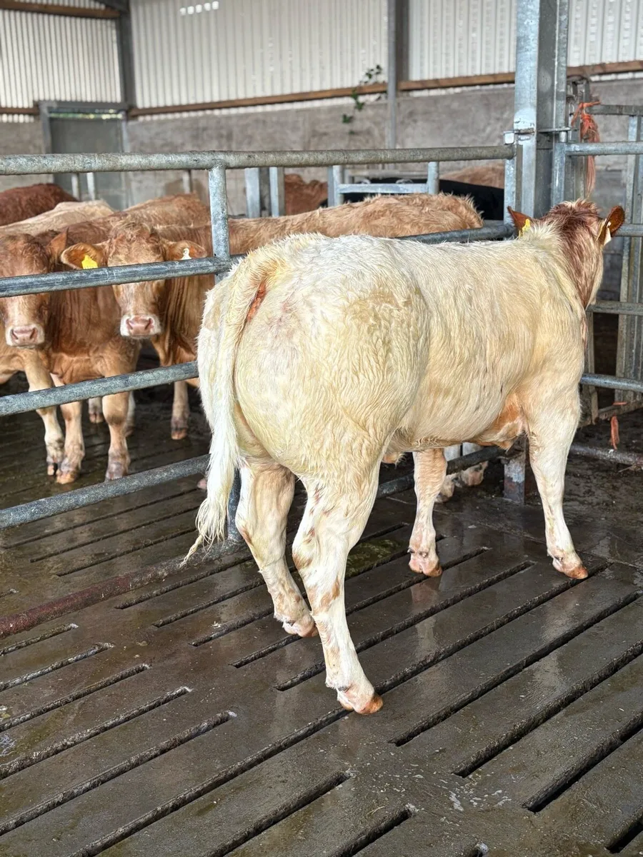 AI breed heifers, Ballinasloe show&sale - Image 3