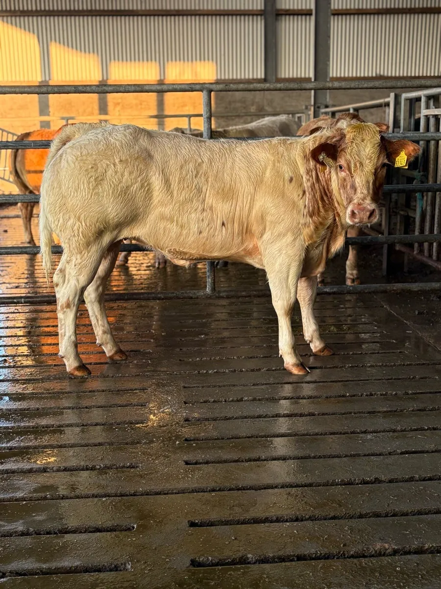 AI breed heifers, Ballinasloe show&sale - Image 4