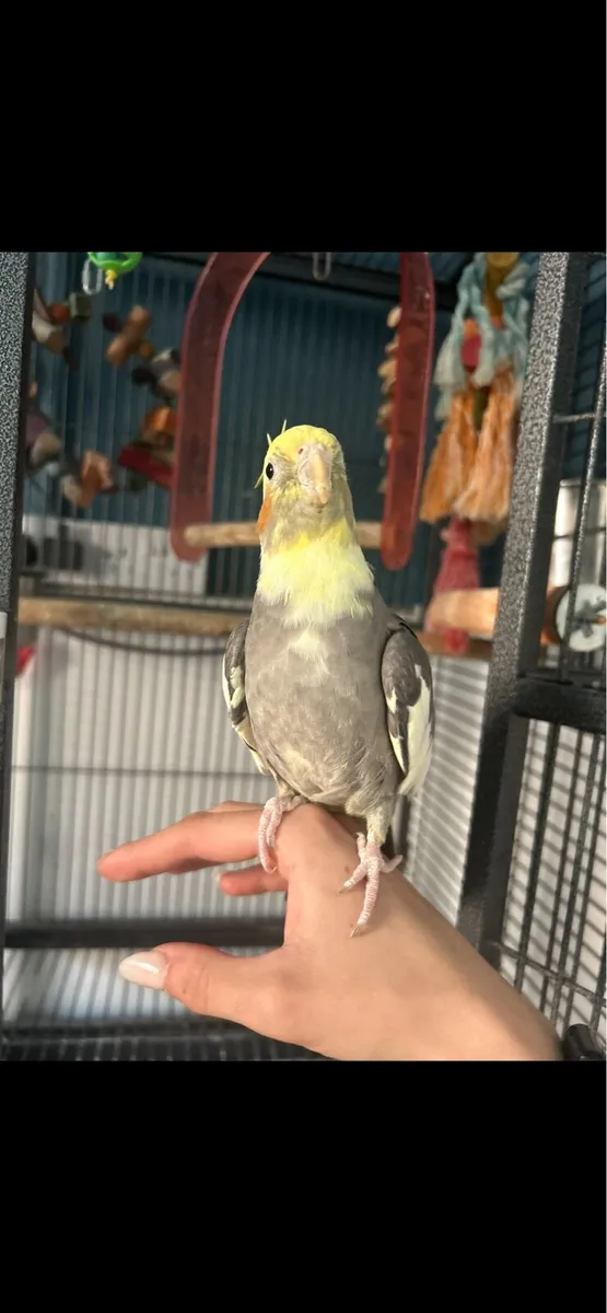 cockatiels & cage - Image 3