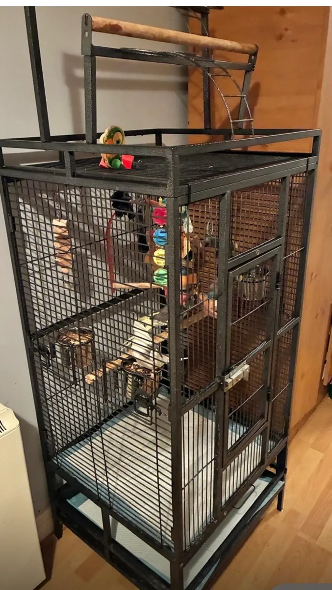 cockatiels & cage - Image 4