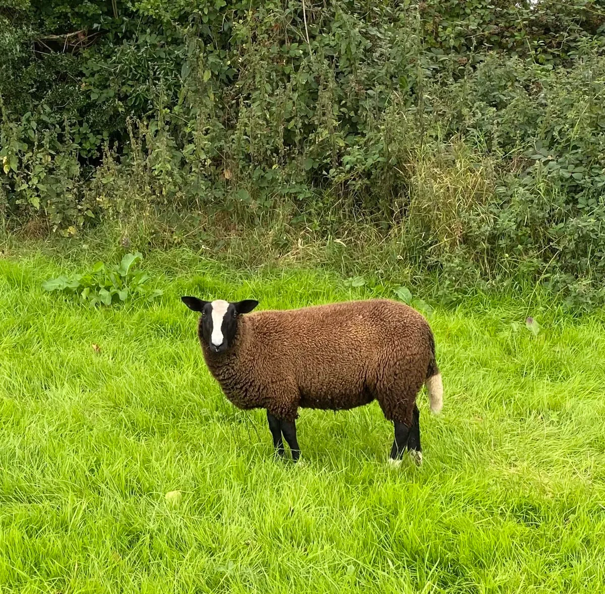 Zwartbles ewe and ram lambs - Image 1