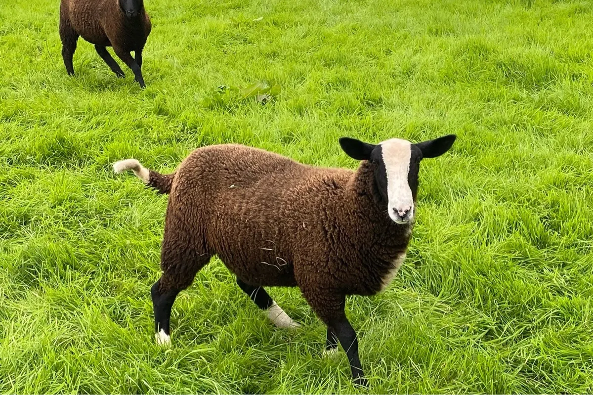 Zwartbles ewe and ram lambs - Image 2