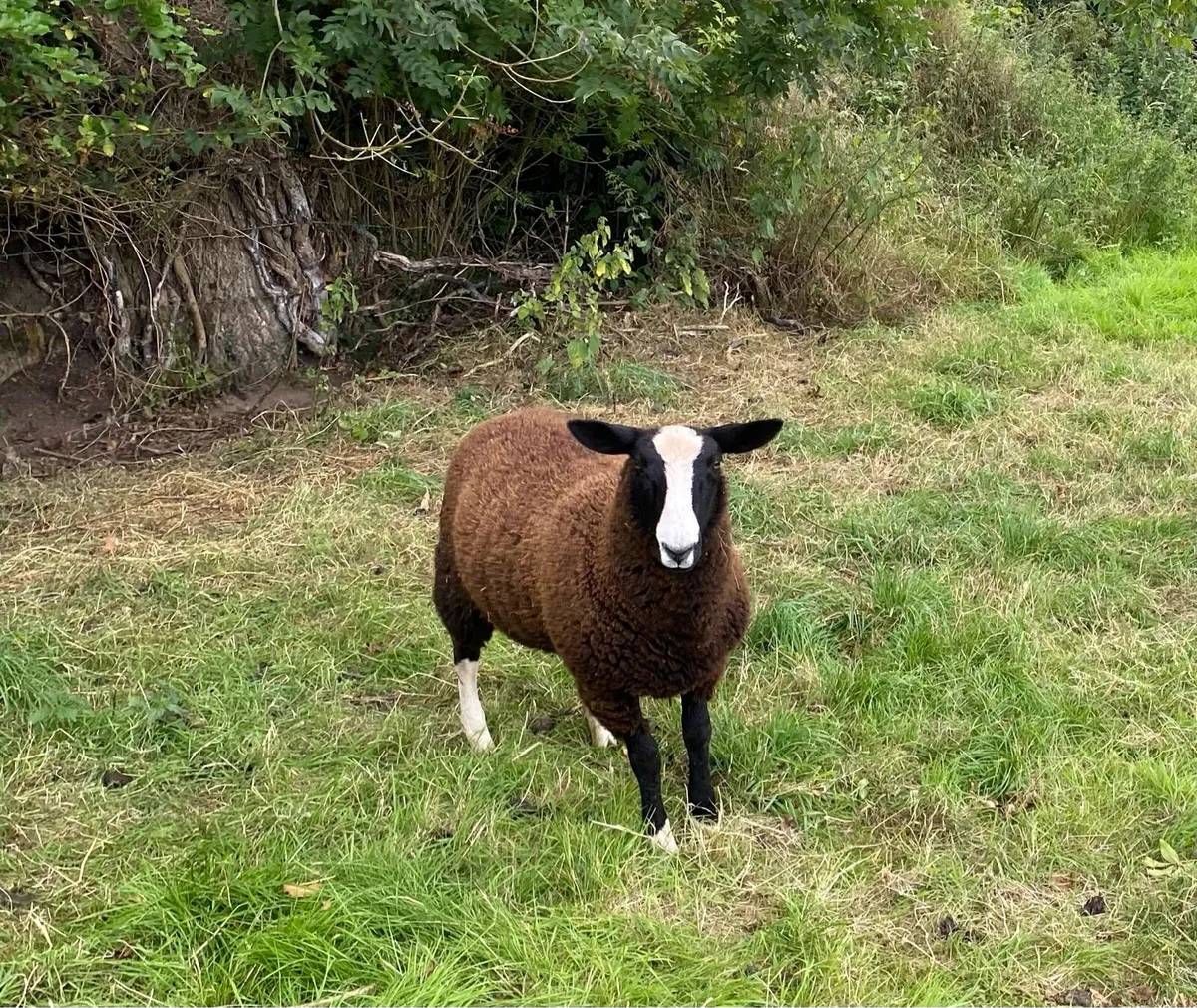 Zwartbles ewe and ram lambs - Image 3