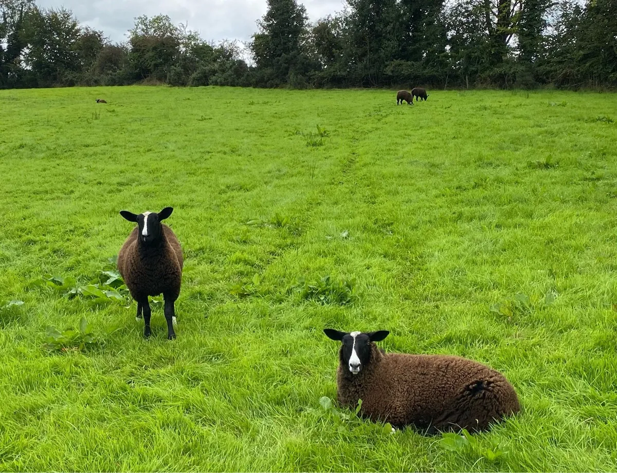Zwartbles ewe and ram lambs - Image 4