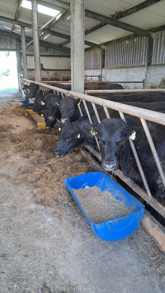 🐂 🐮 SLATTED SHED NEEDED 🐮🐂 - Image 1