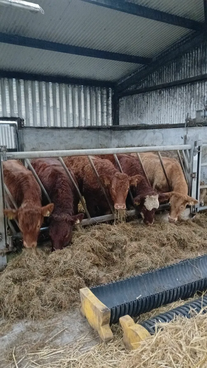 🐂 🐮 SLATTED SHED NEEDED 🐮🐂 - Image 2