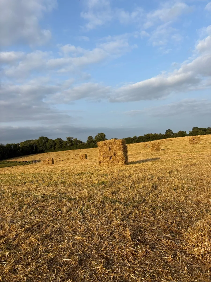 Spring barely straw
