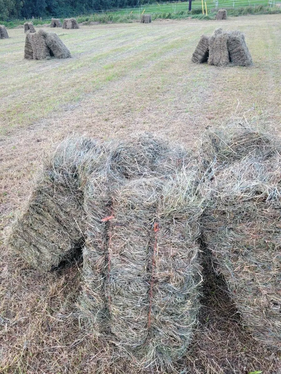 Square bales of hay - Image 1