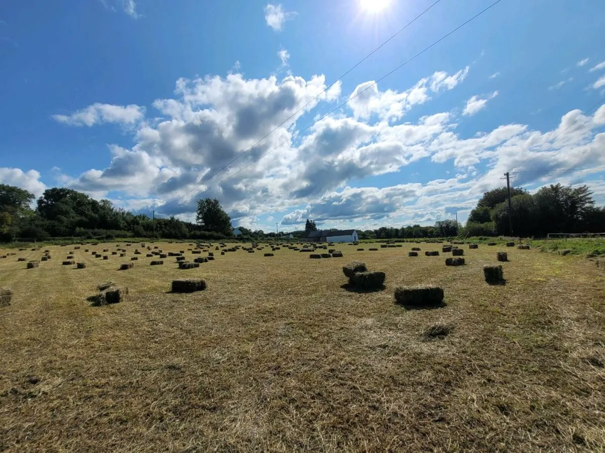 Square bales of hay - Image 2