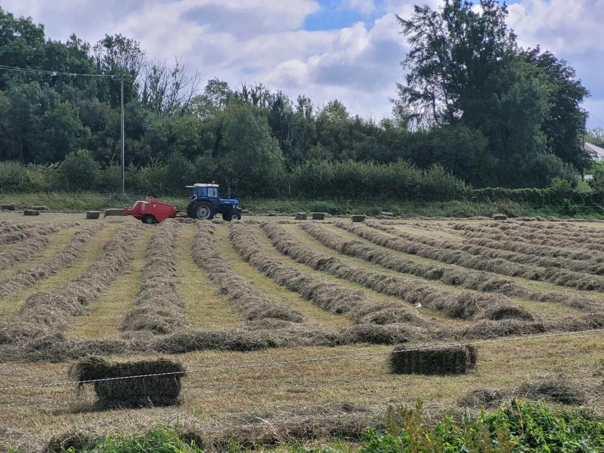 Square bales of hay - Image 3