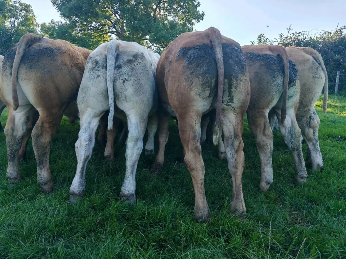 20 Exceptional Bullock's. - Image 2
