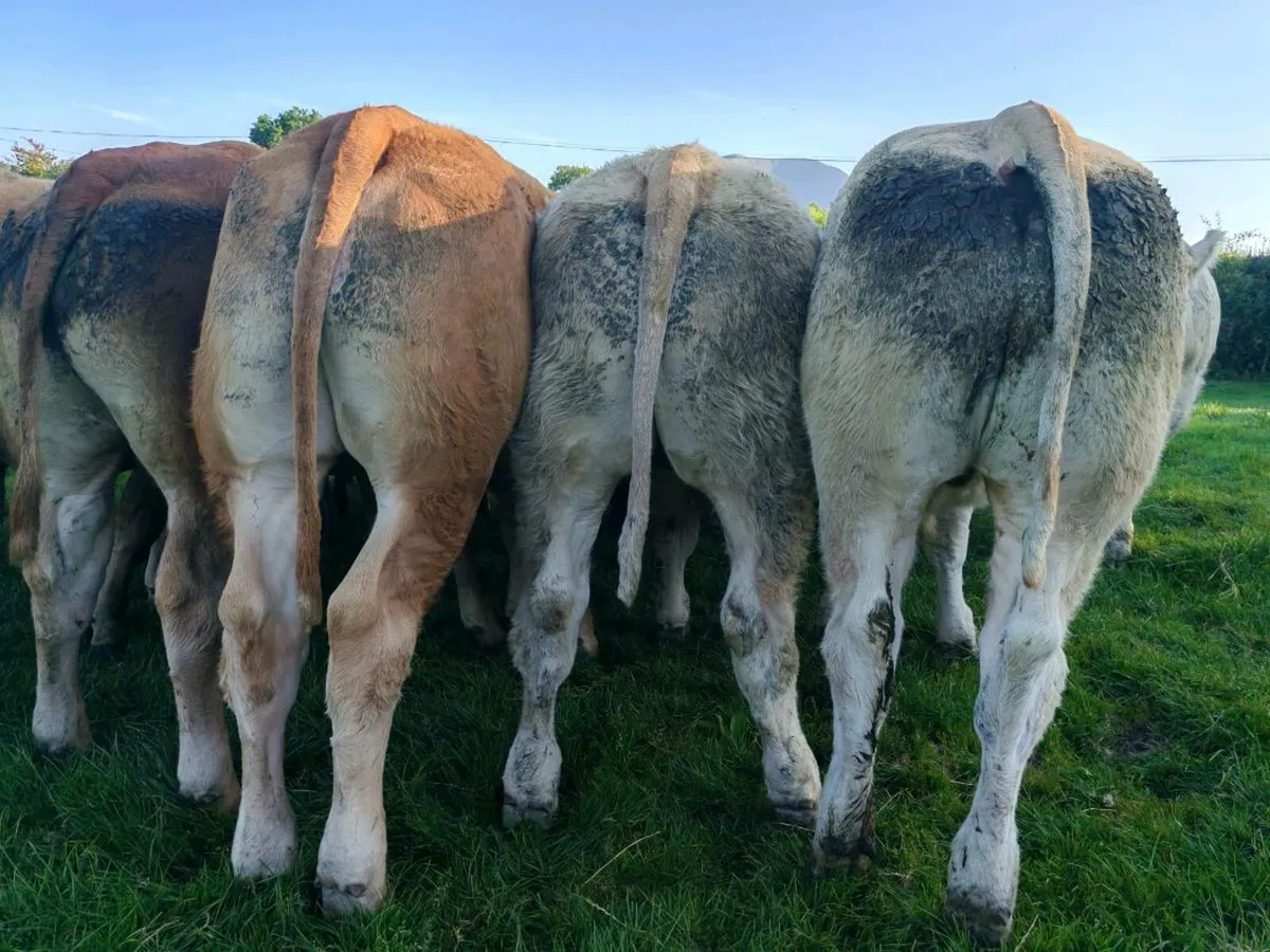 20 Exceptional Bullock's. - Image 3