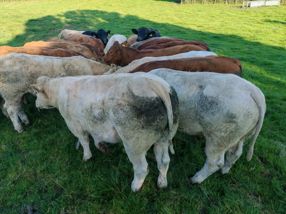 20 Exceptional Bullock's. - Image 1