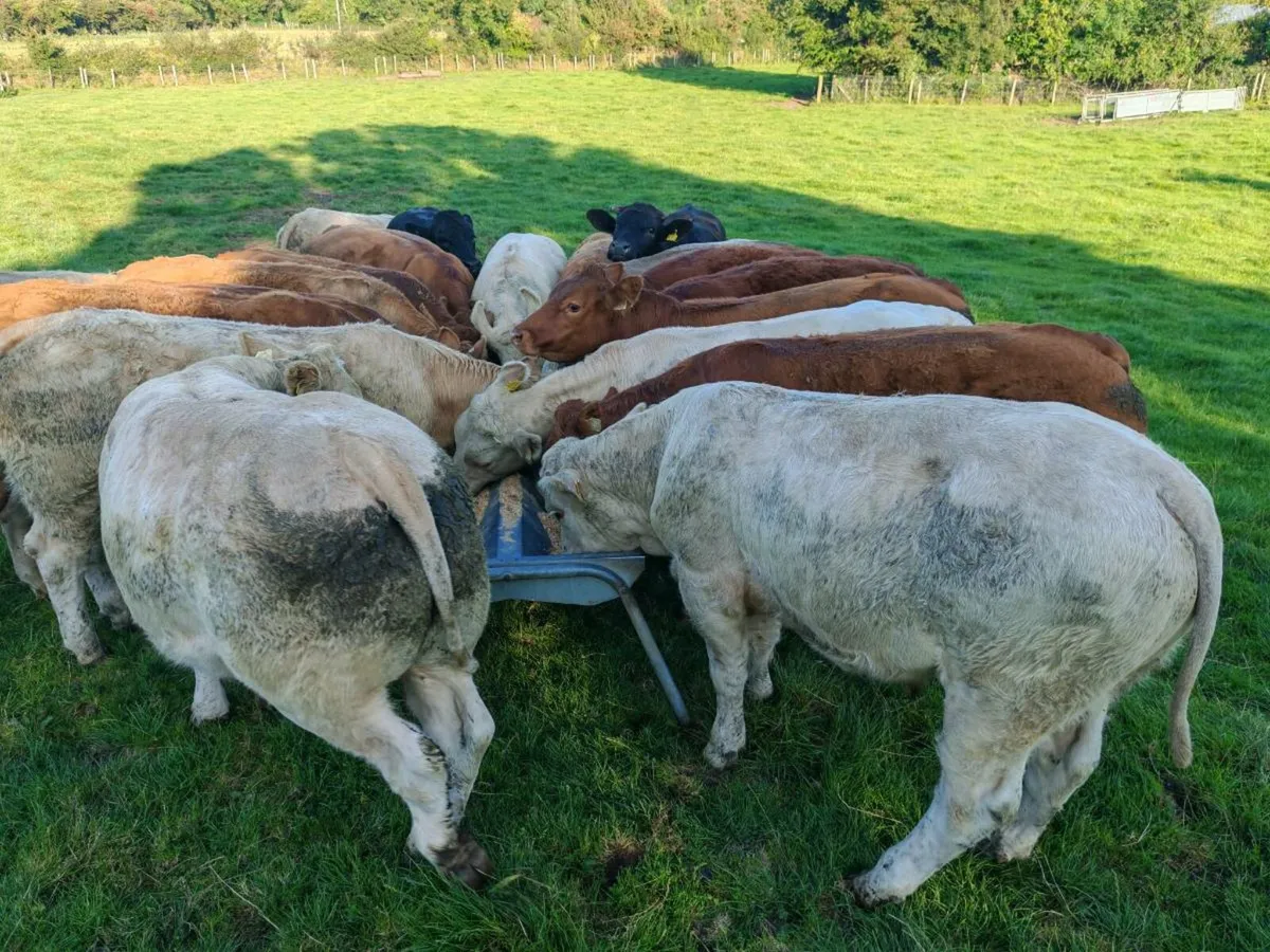 20 Exceptional Bullock's. - Image 4