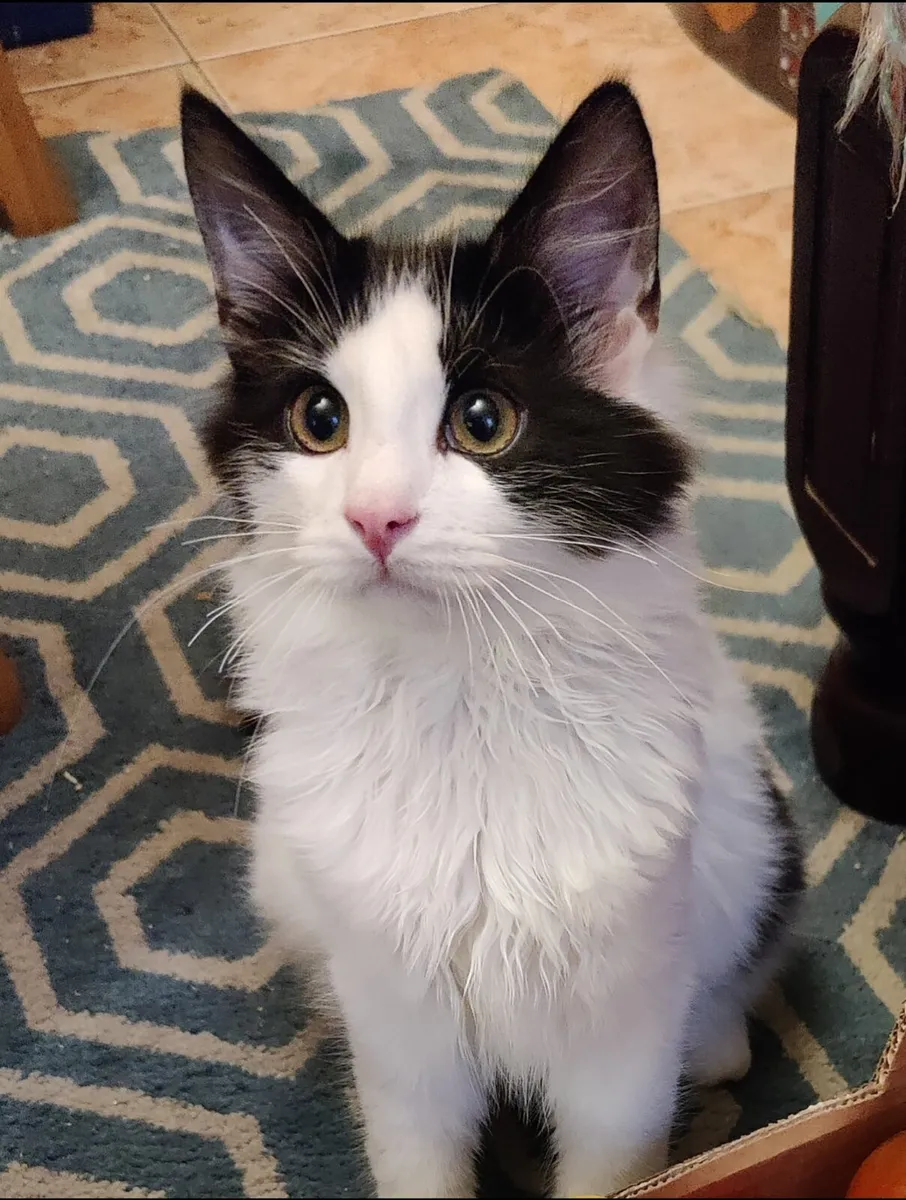 Male young cat 11 months - Image 1