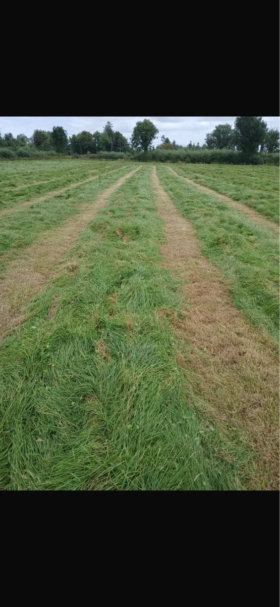 Silage - Image 2