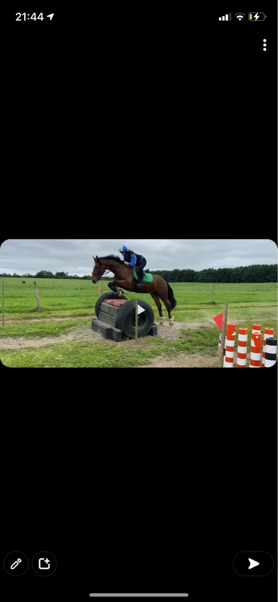 156 cob gelding - Image 1