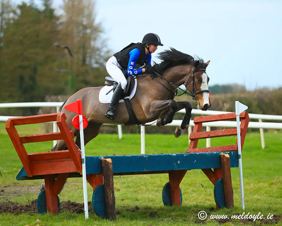 156 cob gelding - Image 2
