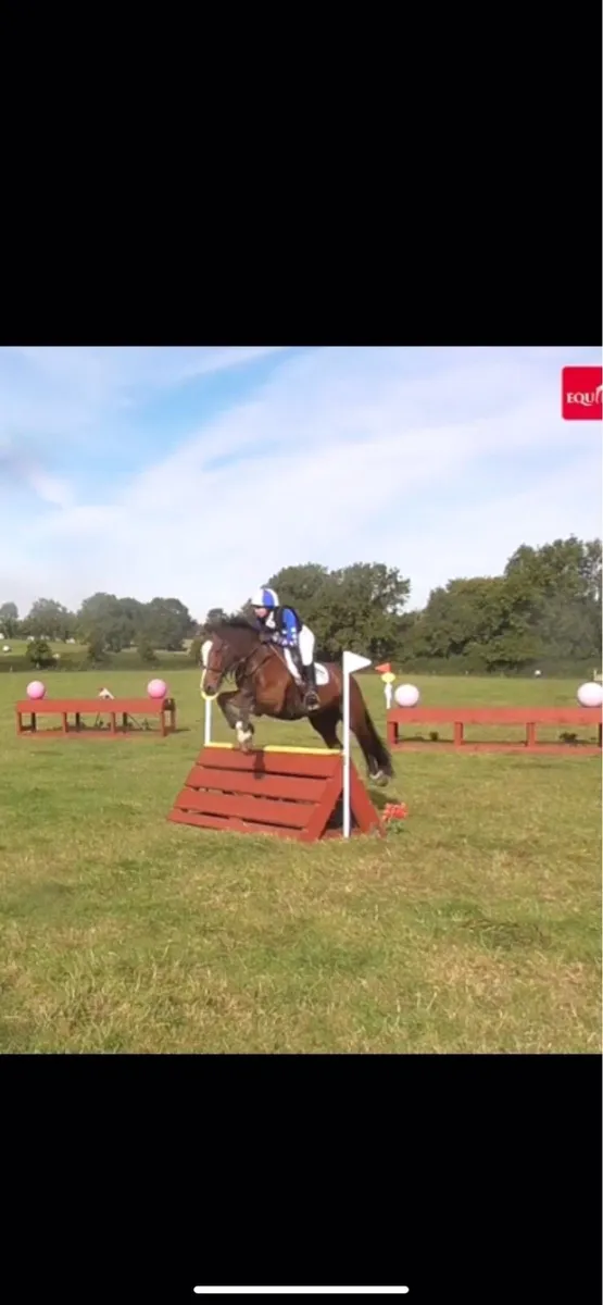 156 cob gelding - Image 3