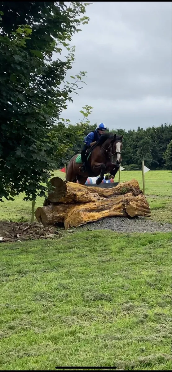 156 cob gelding - Image 4