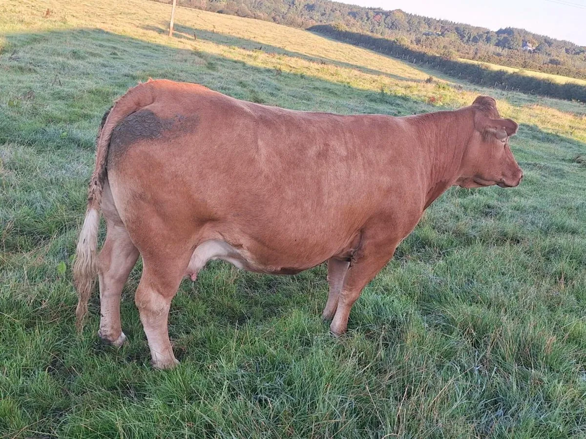 Good quality cow,and calf - Image 1