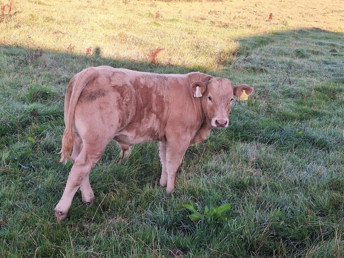 Good quality cow,and calf - Image 2